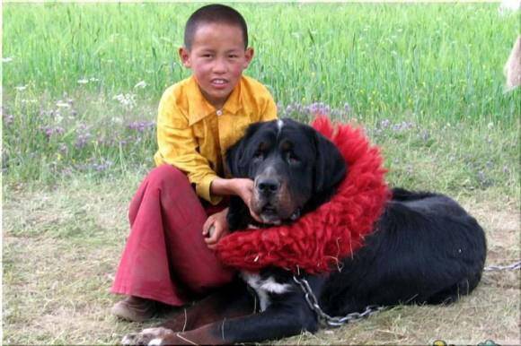 Il mastino tibetano è adatto ai bambini?