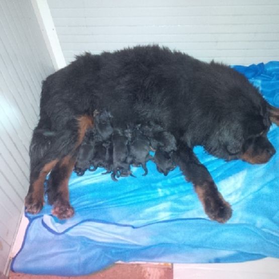 9 fantastici cuccioli da Indy
