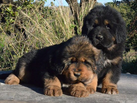 Cuccioli da Rinzen e E Huang