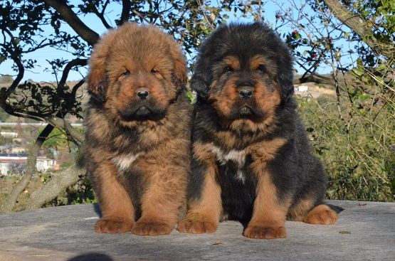 Cuccioli da Rinzen e E Huang
