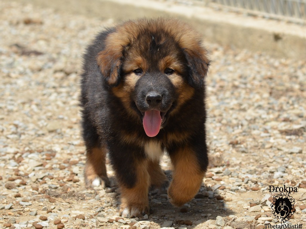 Cuccioli Dagmema