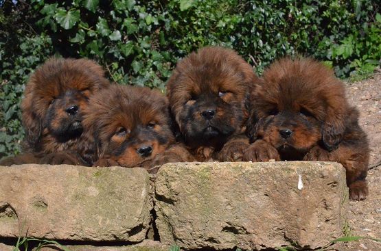 Cuccioli di Hong Mu a 40 giorni