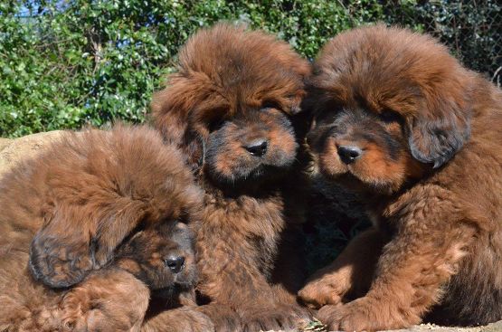 Cuccioli di Hong Mu a 40 giorni