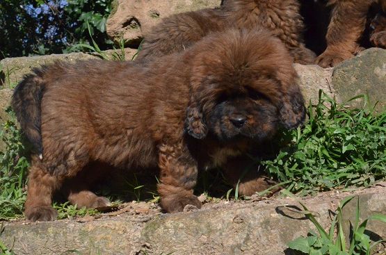 Cuccioli di Hong Mu a 40 giorni