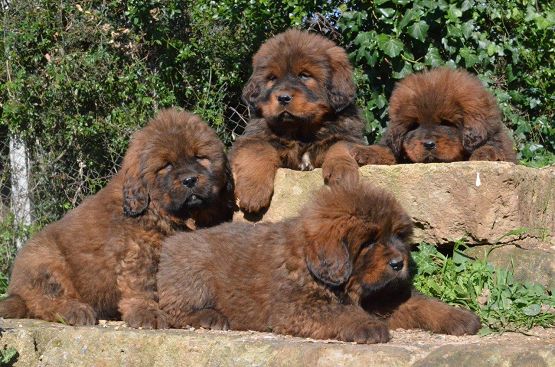 Cuccioli di Hong Mu a 40 giorni