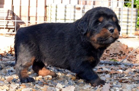 Cuccioli di Huang Di x Indy a 25 giorni