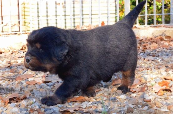 Cuccioli di Huang Di x Indy a 25 giorni
