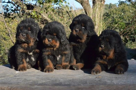 Cuccioli di Huang Di x Indy a 35 giorni