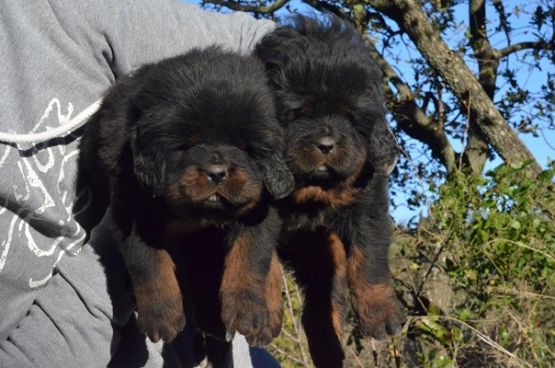 Cuccioli di Huang Di x Indy a 35 giorni