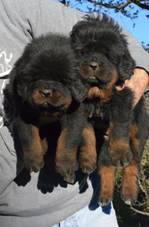 Cuccioli di Huang Di x Indy a 35 giorni