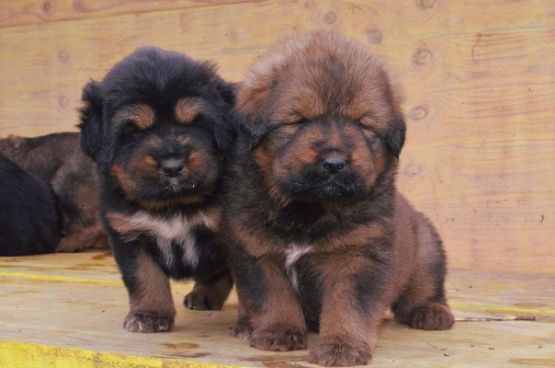 Cuccioli di Rinzen x E Huang a 30 giorni