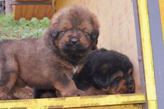 Cuccioli di Rinzen x E Huang a 30 giorni
