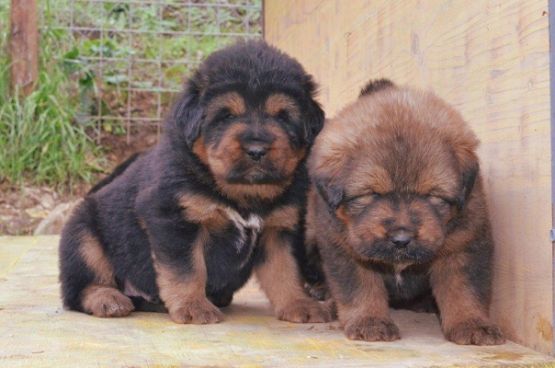 Cuccioli di Rinzen x E Huang a 30 giorni