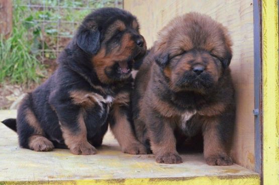 Cuccioli di Rinzen x E Huang a 30 giorni