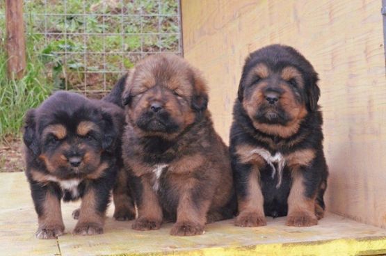 Cuccioli di Rinzen x E Huang a 30 giorni