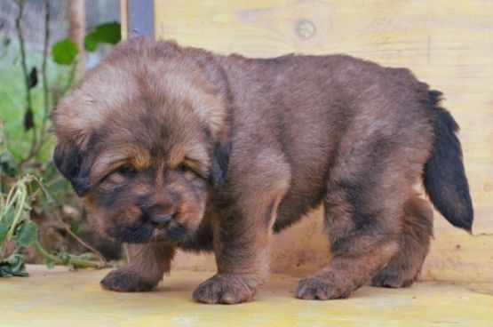 Cuccioli di Rinzen x E Huang a 30 giorni