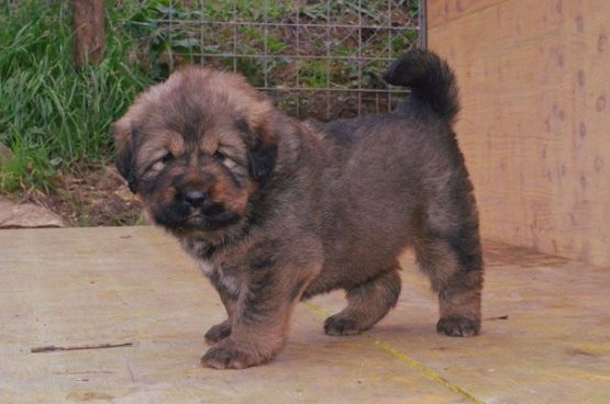 Cuccioli di Rinzen x E Huang a 30 giorni