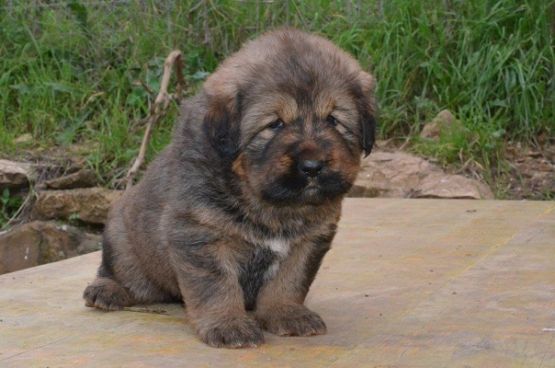 Cuccioli di Rinzen x E Huang a 30 giorni
