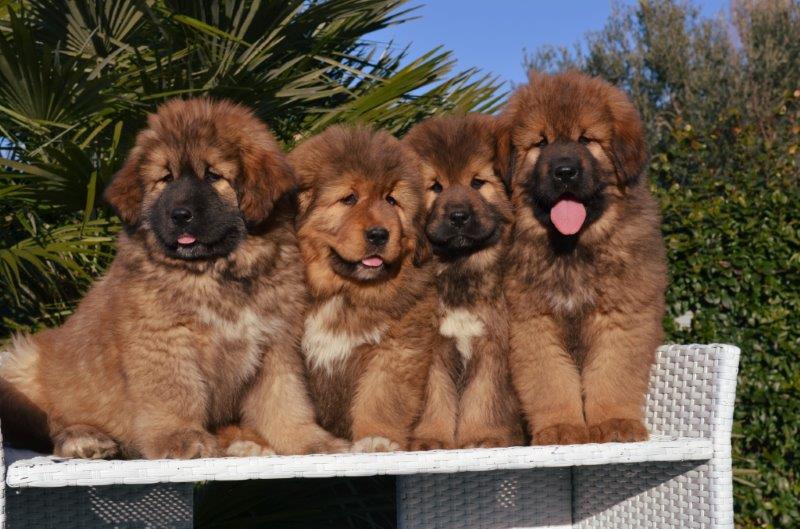 Cuccioli di Zhari a 60 giorni