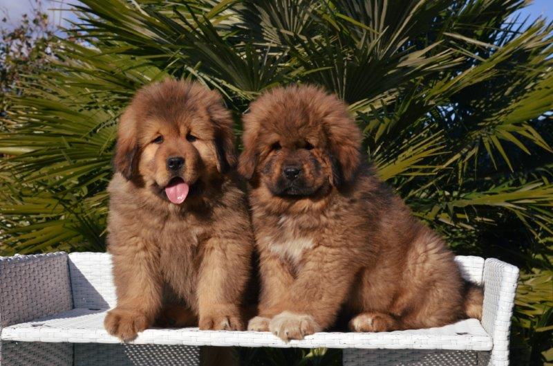 Cuccioli di Zhari a 60 giorni
