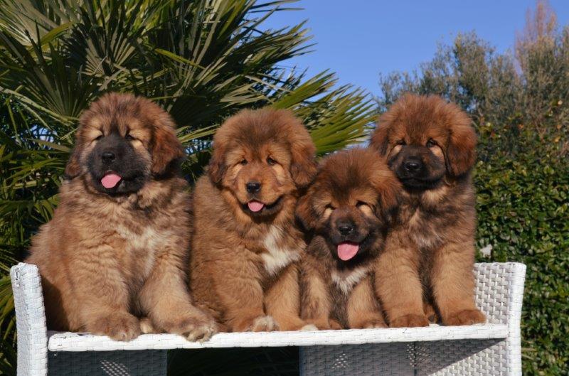 Cuccioli di Zhari a 60 giorni