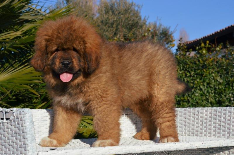 Cuccioli di Zhari a 60 giorni