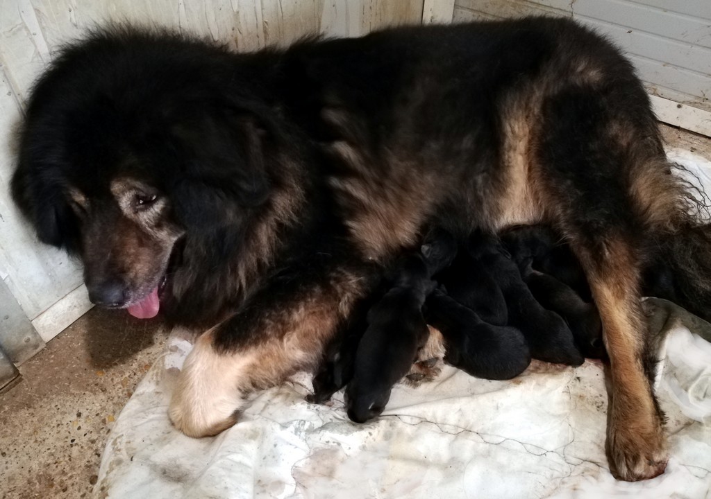 Dagmema ha dato alla luce 8 meravigliosi cuccioli di Tibetan Mastiff