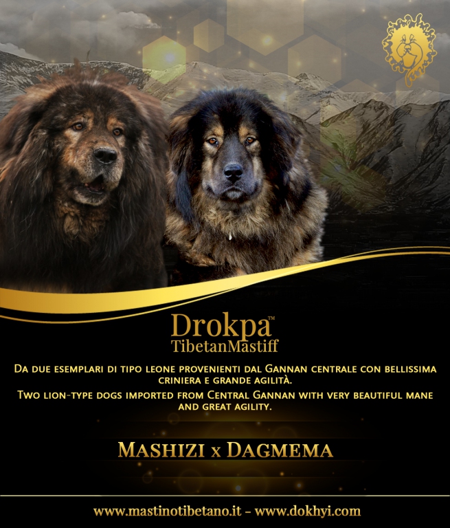Dagmema ha dato alla luce 8 meravigliosi cuccioli di Tibetan Mastiff